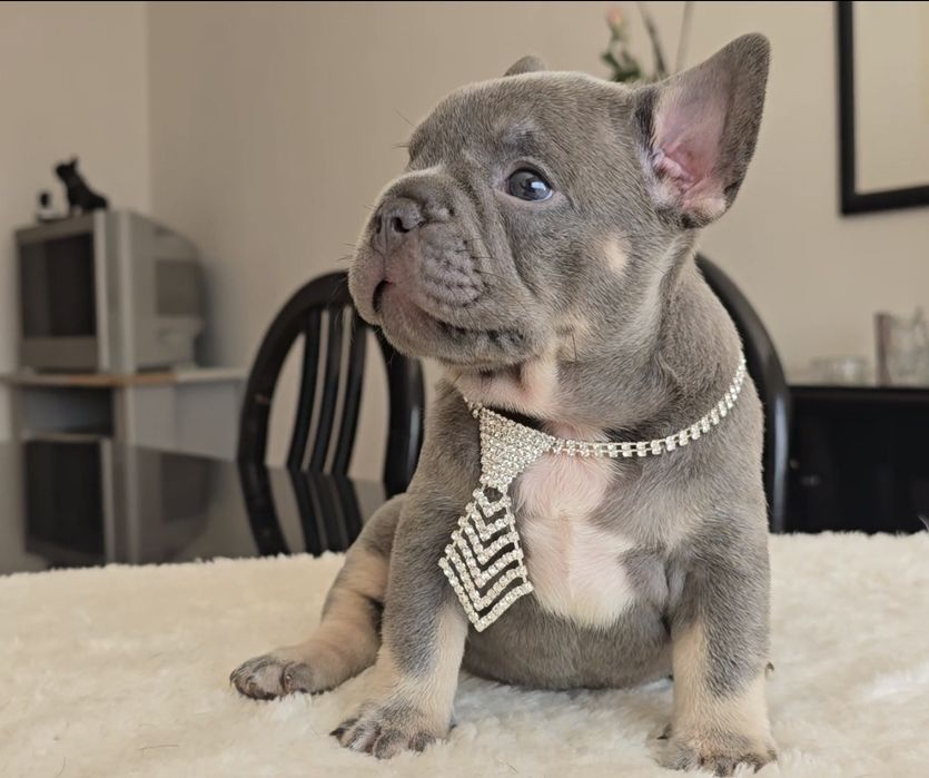 Bulldog francês Qualidade Lilac