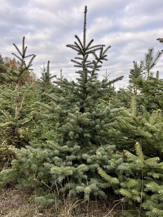 Choinki żywe w donicach i cięte z plantacji świerk