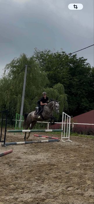 Konie do rekreacji i do skoków
