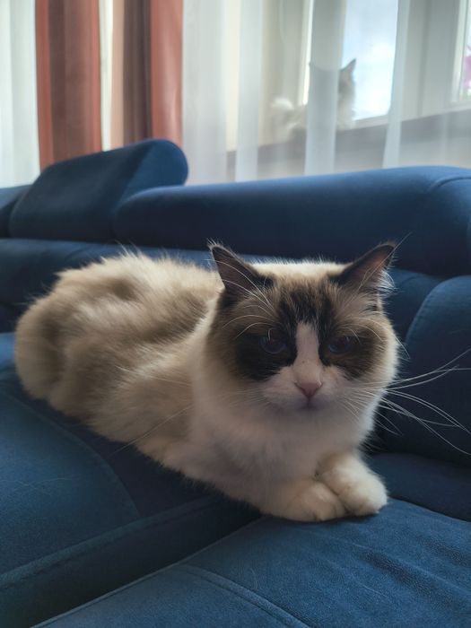 Kotka Ragdoll do adopcji