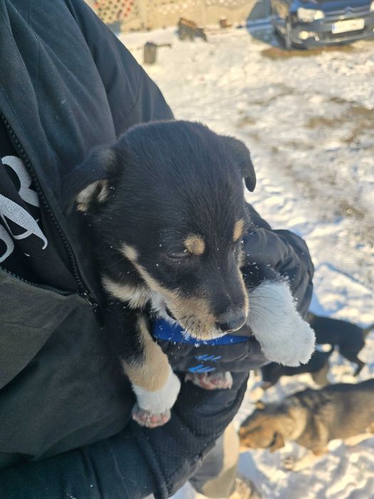 Pieski w dobre ręce oddam