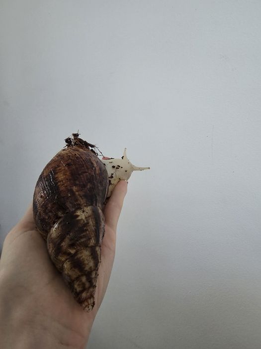 Ślimak afrykański reticulata