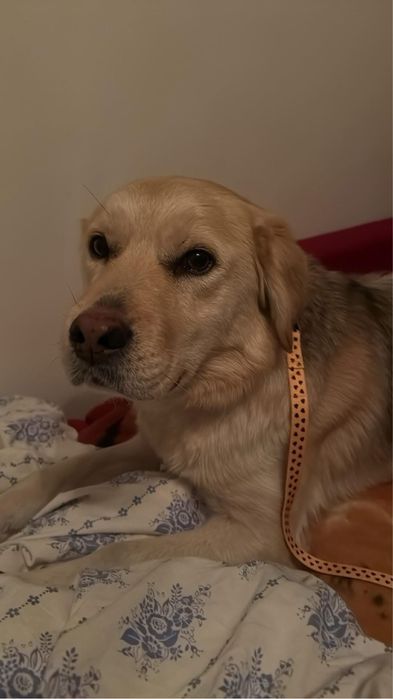 Mini retriever szuka domu – kocha ludzi i ruch