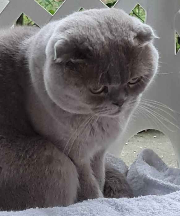 Reproduktor Szkocki zwisłouchy Łódzkie