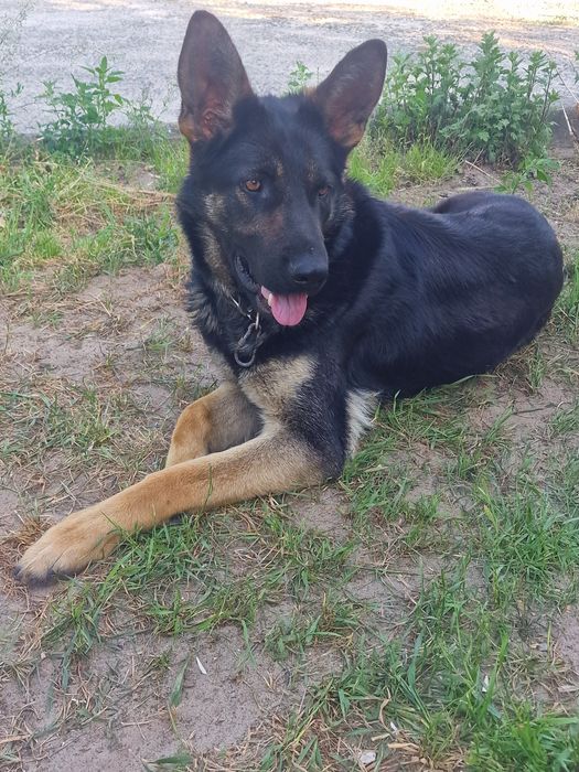 Відам немецку овчарку