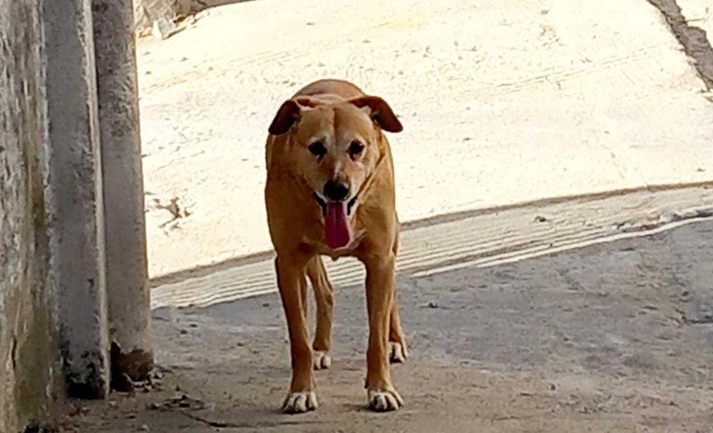 Menino para Adoção