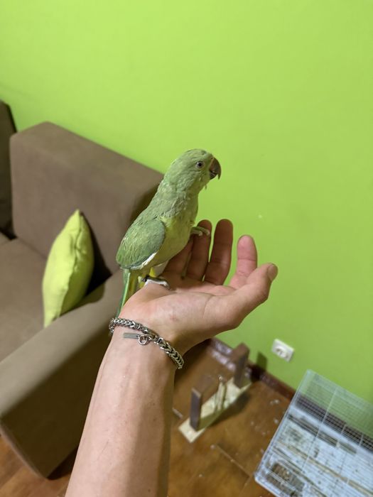 Ring neck criado a mao