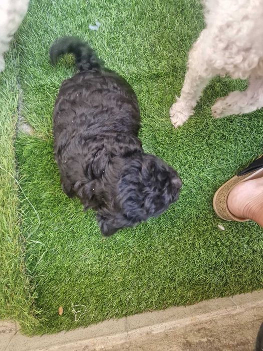 Caniches bebés para venda