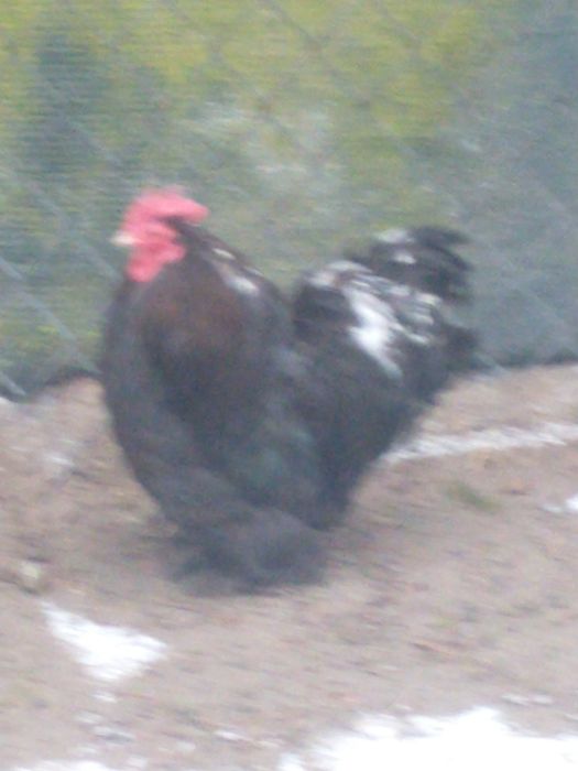 Sprzedam koguta  brahmy