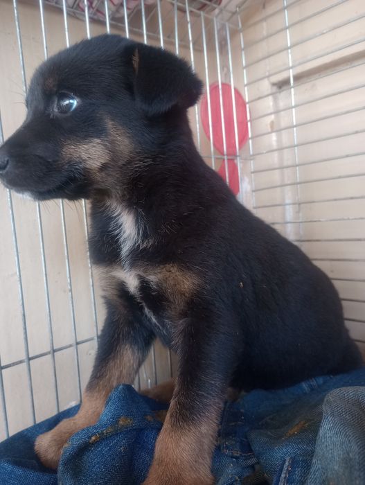 Щенок спасённый с мусорки уже стерилизована