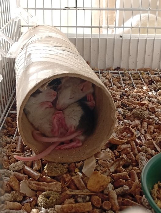 Ratinhos para Adoção