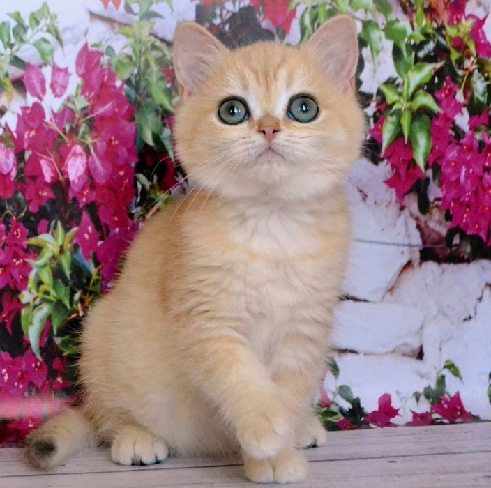 З росплiдника золотi шиншили