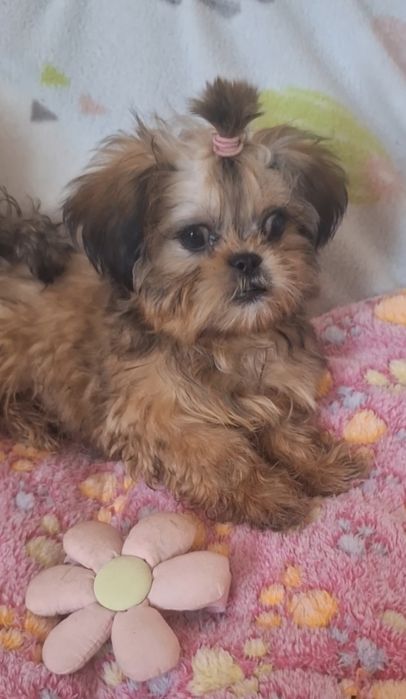 Hugo piekny mini chlopczyk Shih Tzu/ domowa hodowla