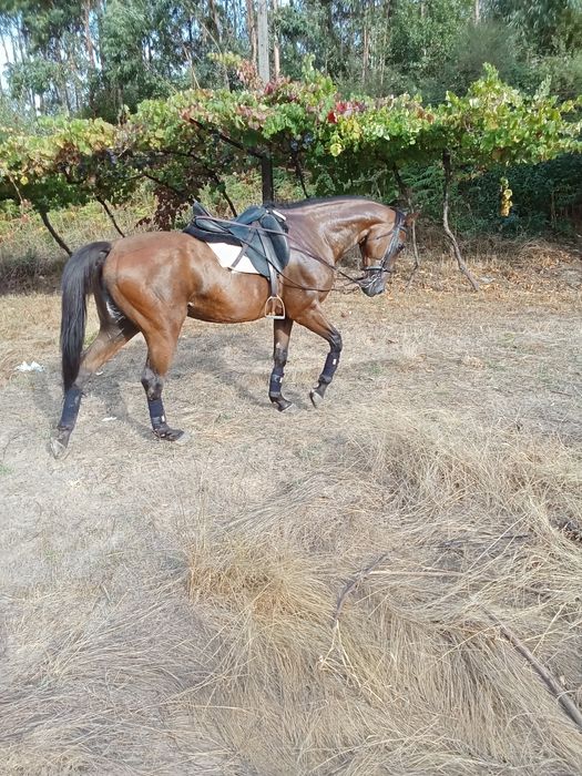 Cavalo castrado cruzado