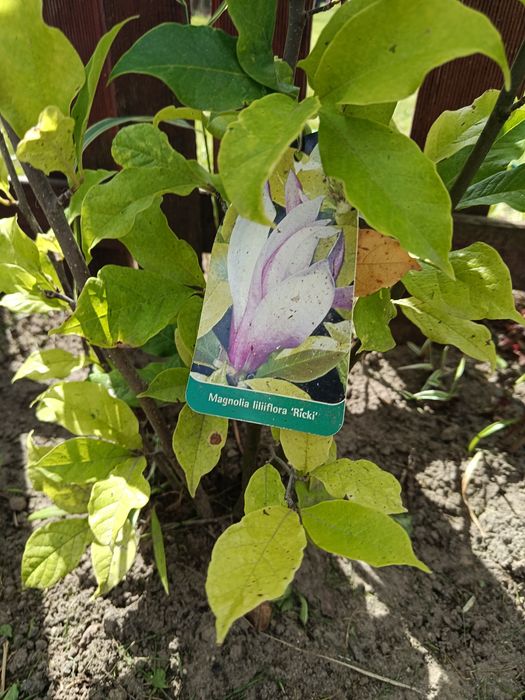 Magnolia duża 110cm mniejsza 50cm