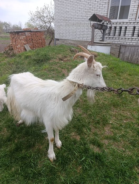 Козенята (кізочки)