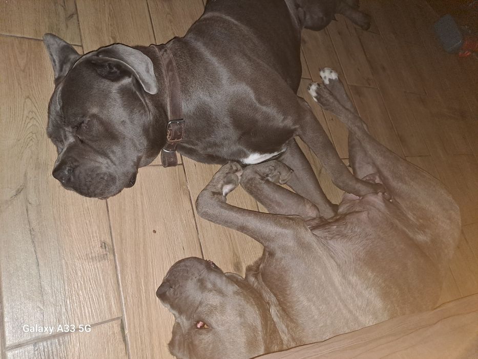 В'язка кане корсо