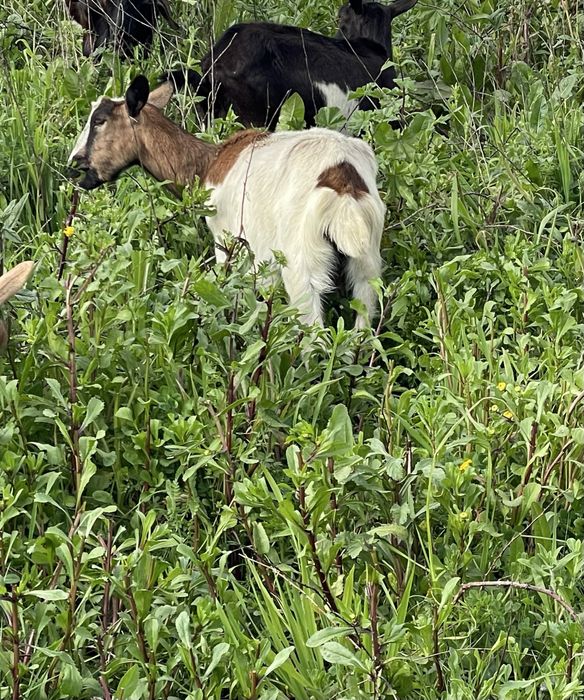 Vendo cabras raca grande