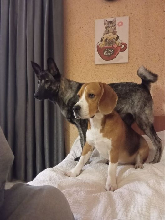 Чистокровний Бігль Кобель В'язка