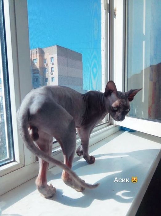 Пропал кот Сфинкс