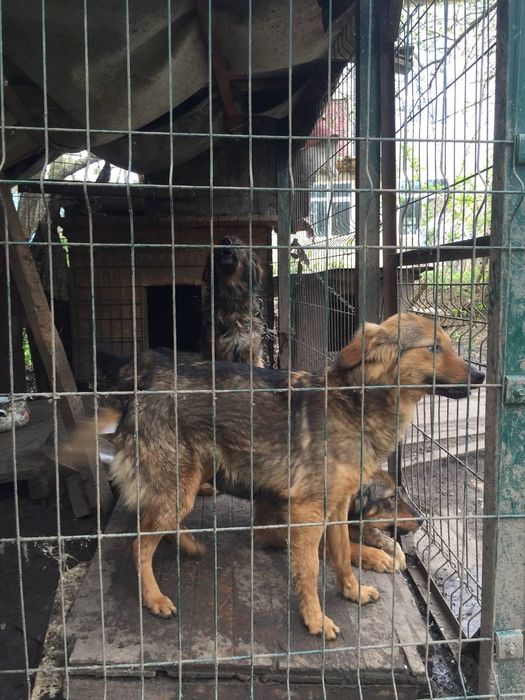 Віддам собак в хороші руки (безкоштовно)