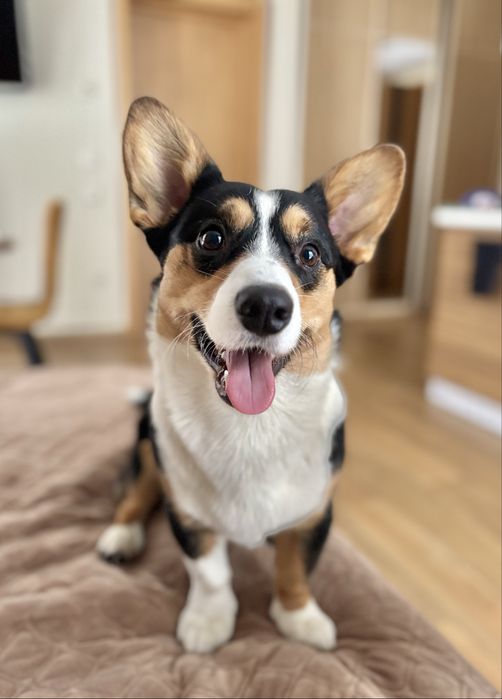 Коргі кардиган триколор вʼязка