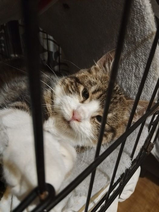 Stachu - cudo na 4 Łapach