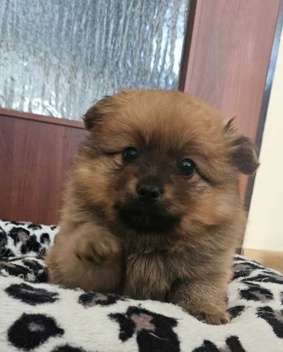 Szpic miniaturowy Pomeranian szczeniak