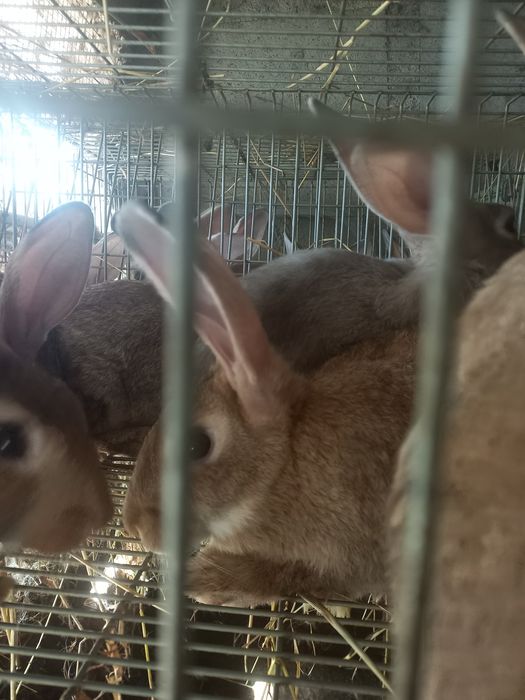 Coelhos caseiros
