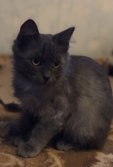 Кошеня хлопчик схожий на нібелунга в пошуку родини