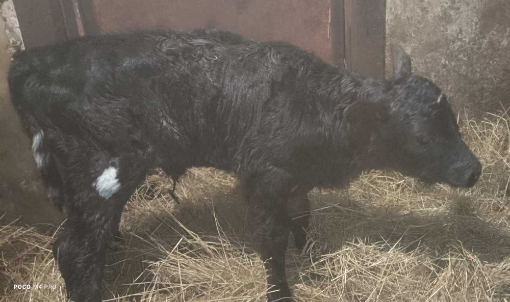 Продам трьох телят,теличок