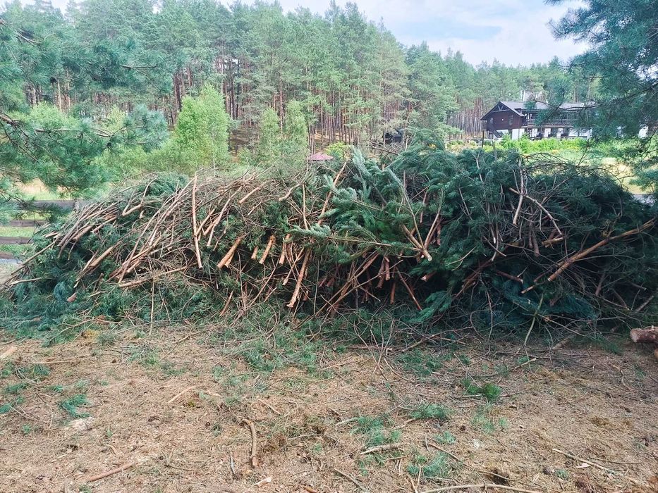 Gałęziówka, gałęzie, chrust - sosna, drewno opałowe - nowa wycinka