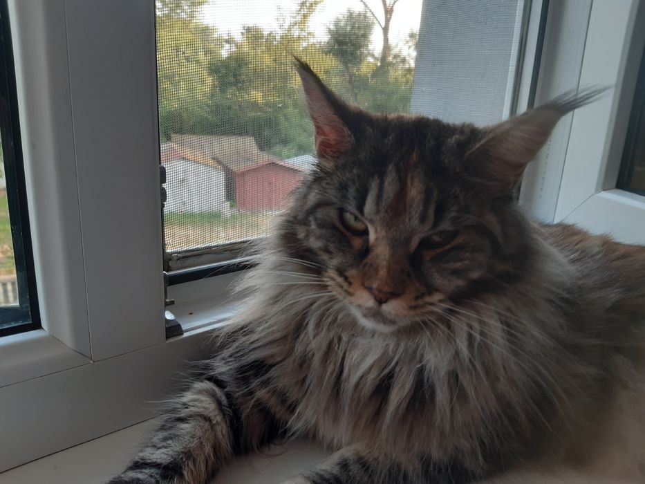 Продажа кошки добрая