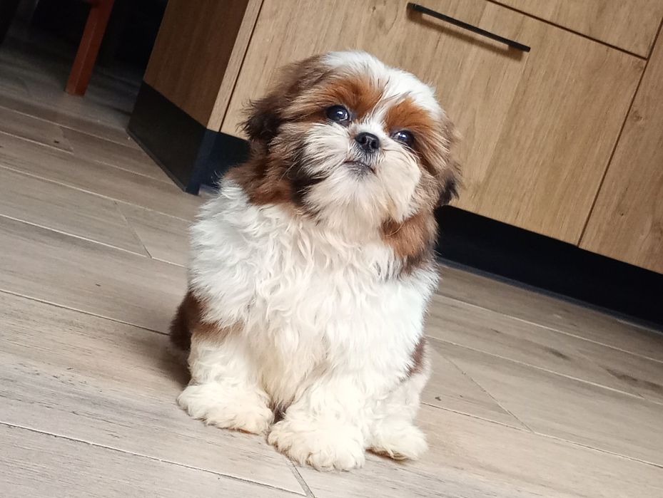 Piesek shihtzu uroczy chłopak