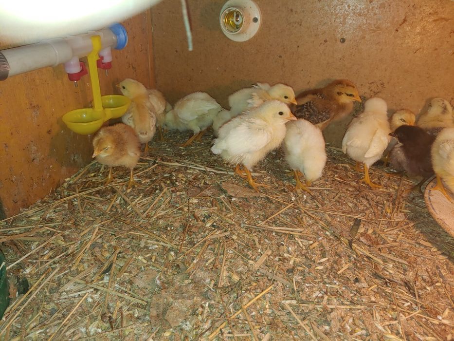 Продам циплять 70 гр