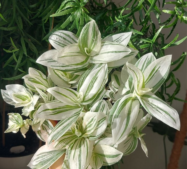 Білосніжна кустова традесканція