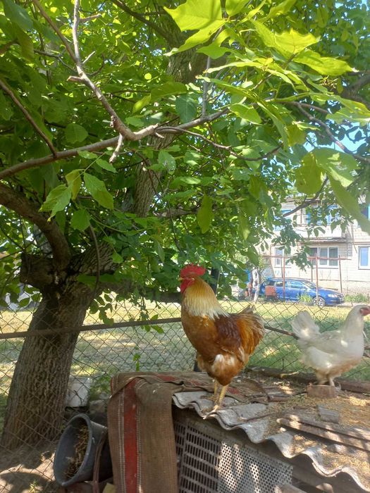 Петухи на продажу