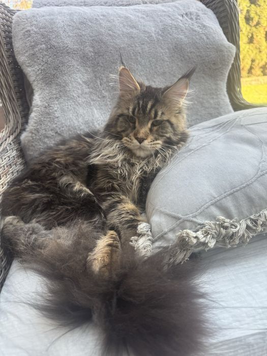 Kocurek Maine Coon
