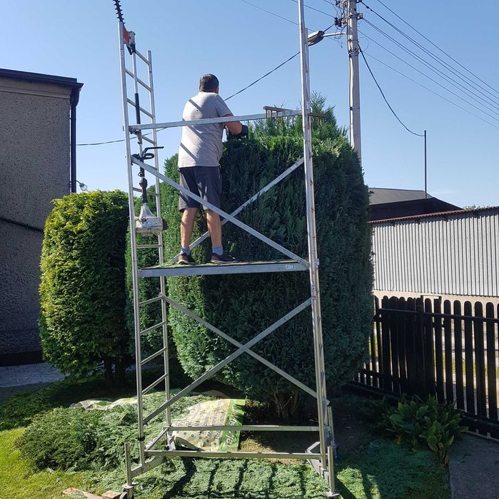 Przycinanie tui, modelowanie, skracanie, nasadzanie tui i żywopłotów