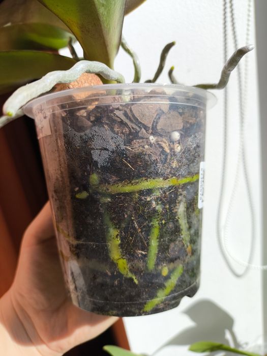 Орхідея Жовта Оливковий відтінок