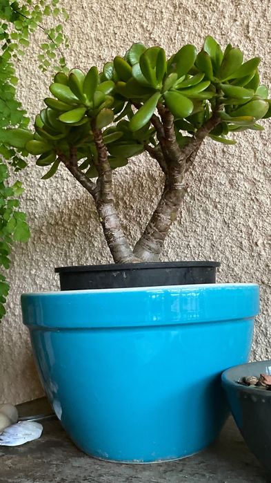 Vendo suculenta Jade