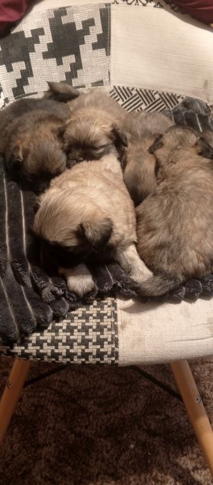цуценята породи пекінес