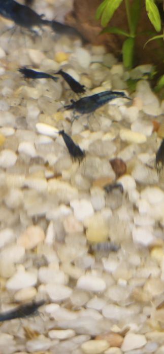Krewetki blue velvet