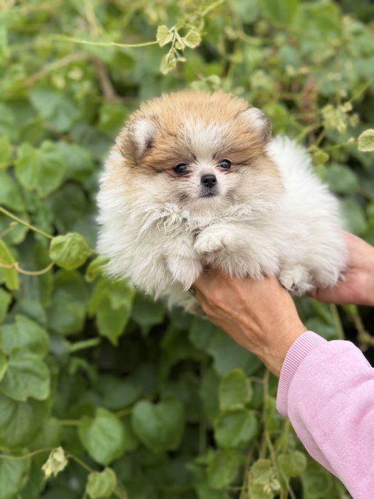 Lulu da pomerania femea