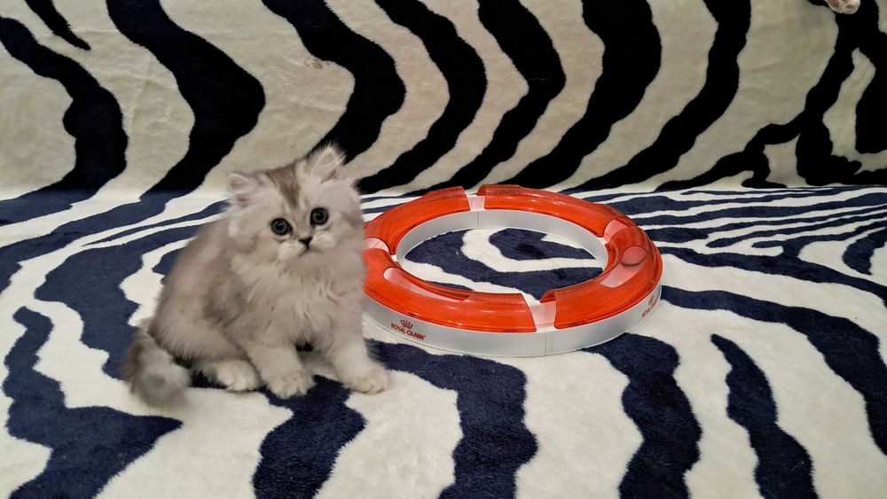 Котёнок в доме - это маленькое пушистое чудо!