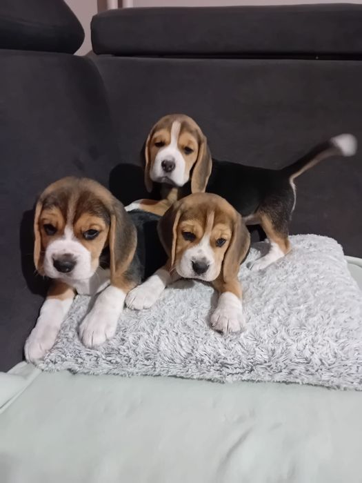 Beagle ZKWP FCI doskonały rodowód