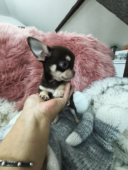 *** Gotowy Do Odbioru *** Czekoladowy Chłopczyk Chihuahua ***