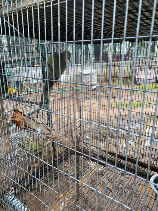 Fêmea  ring neck adulta