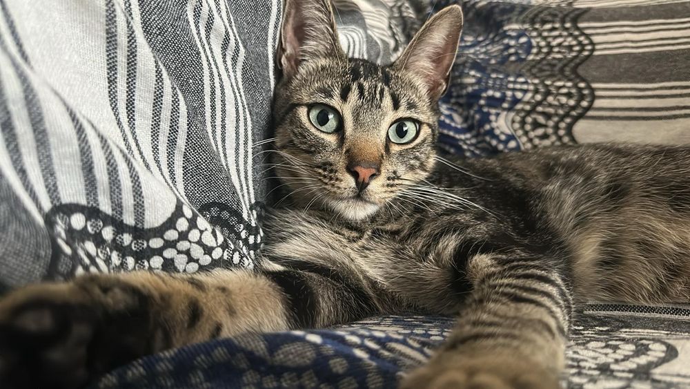 Doce- gatinho super meigo para adoção responsável