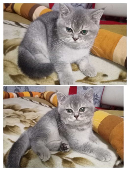 Шотландский котёнок